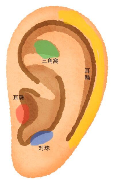 耳珠位置|耳つぼの位置がわかりやすくなる。耳の部位の名前を。